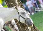 X81A8192 Lipizzaner im Burggarten Foto Pfluegl 160719